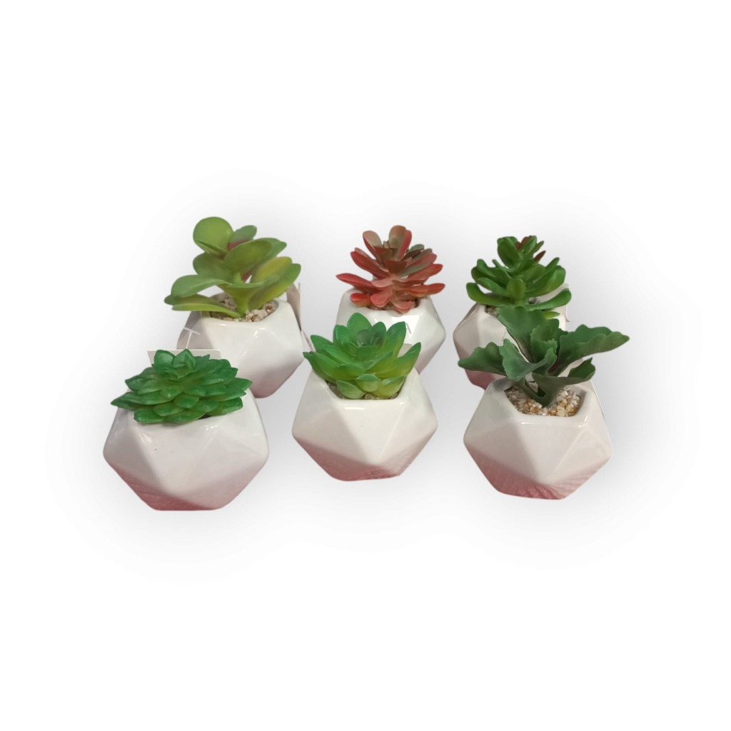 MINI MACETAS C/ PLANTAS SUCULENTAS.